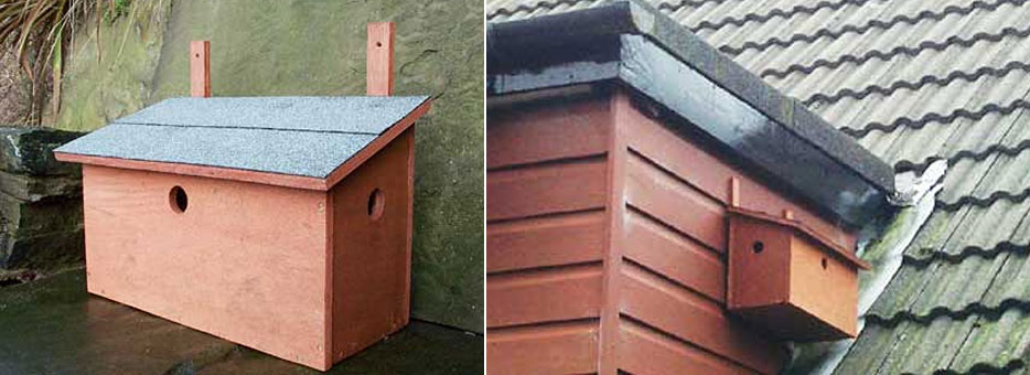 Sparrow Bird Box Free DIY Plans