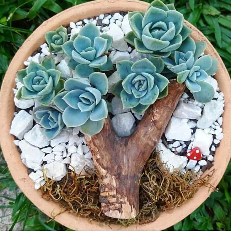 Terra Cotta Succulent Garden Art Pot Ideas