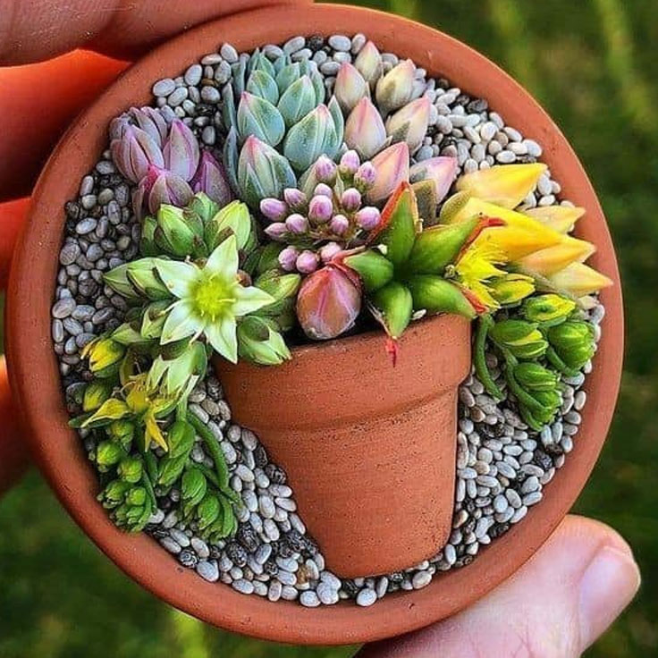 Terra Cotta Succulent Garden Art Pot Ideas