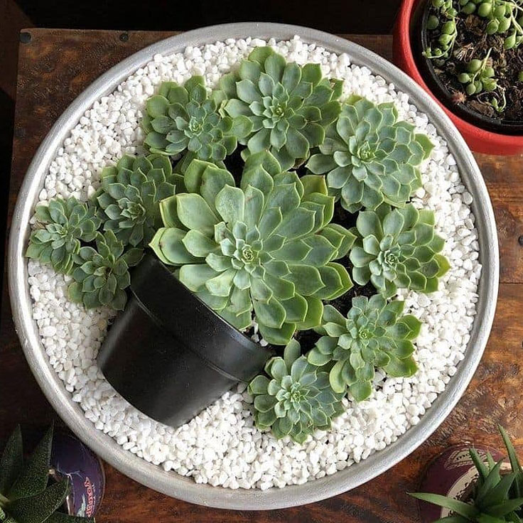 Terra Cotta Succulent Garden Art Pot Ideas